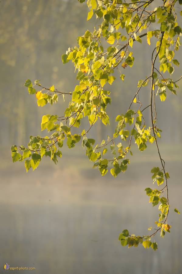 Nom de l'image : D30082691_1_(c)Norbert-JUNG — Description :